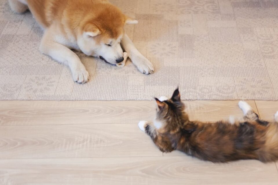 Can Cats And Dogs Communicate The Interesting Answer!