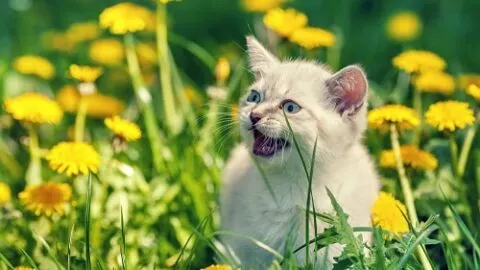 Can Cats Be Mute &ndash; Everything You Should Know!