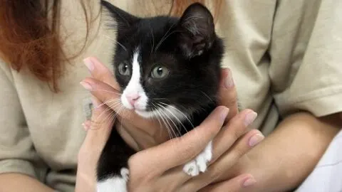 Can Cats Be Service Animals &ndash; What You Should Know!
