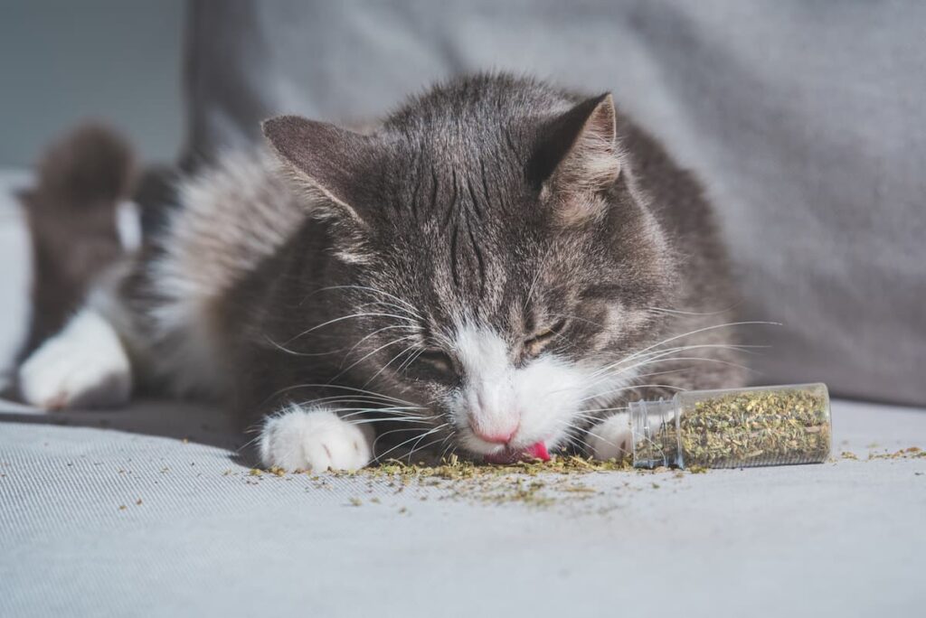 Can Cats Addicted To Catnip Effects, Concerns & More