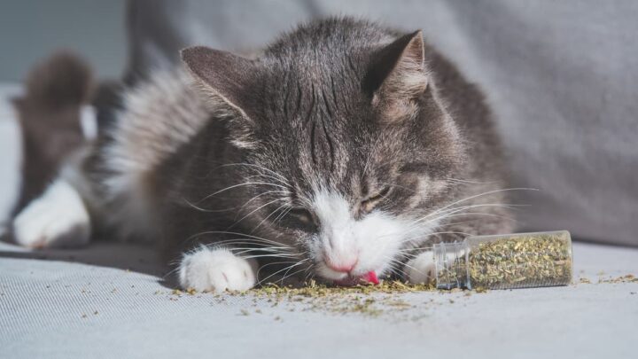 Can Cats Become Addicted To Catnip – Effects, Concerns & More