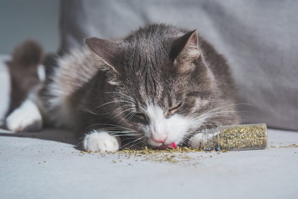 Can Cats Become Addicted To Catnip Effects Concerns More FAQcats Can Cats Become Addicted To Catnip Effects Concerns More FAQcats