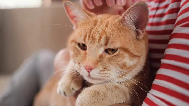 Can Cats Become More Affectionate With Age &ndash; What To Expect