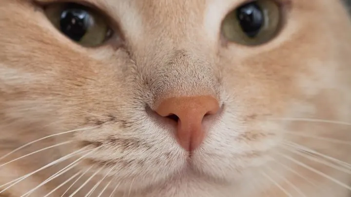 Can Cats Break Their Nose – Your Questions Answered!
