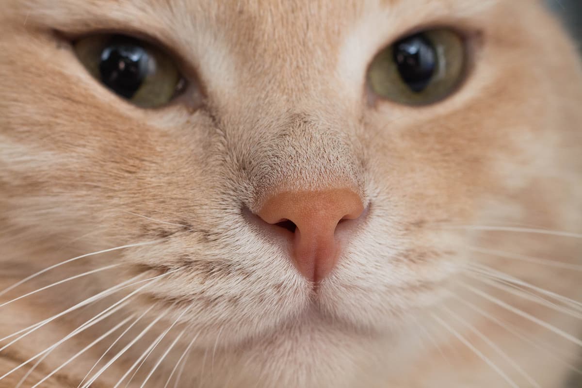 Can Cats Break Their Nose Your Questions Answered!