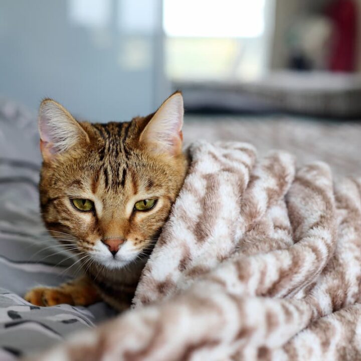 Can Cats Catch Pneumonia From Humans Symptoms & Causes