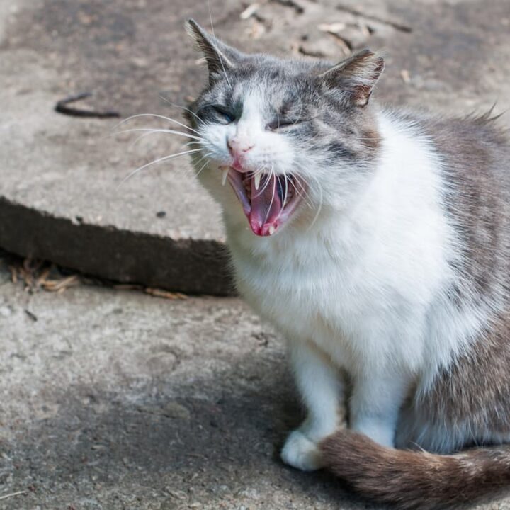 Can Cats Choke On Hairballs What You Need To Know