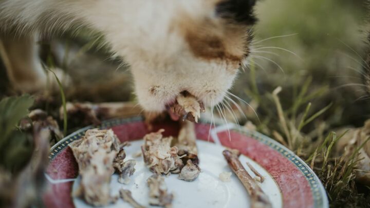 Can Cats Digest Bones – Is It Healthy?