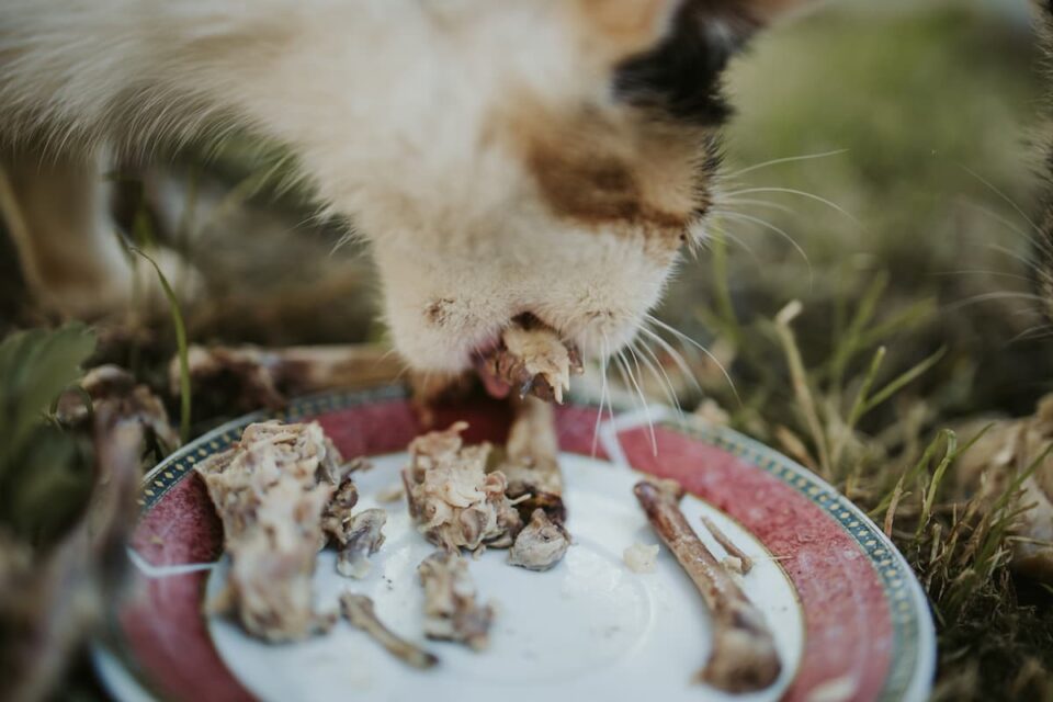 can-cats-digest-bones-is-it-healthy-faqcats