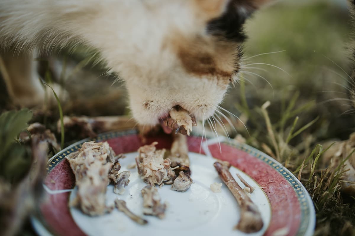 Can Cats Digest Bones Is It Healthy FAQcats