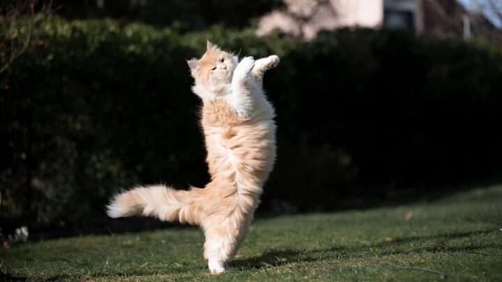 Can Cats Do Backflips – A Cats Athleticism Explained!