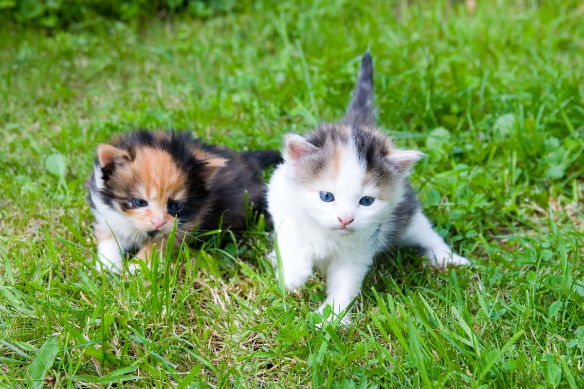 Can Cats Do Playdates 7 Socializing Tips For Your Pet!
