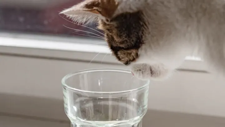 Can Cats Drink Lemon Juice&nbsp;&ndash; What You Should Know!
