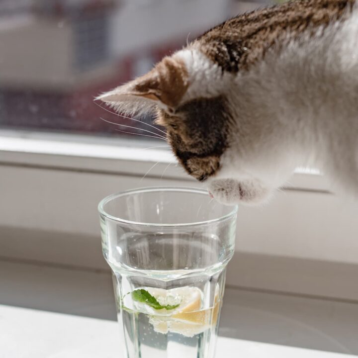 Can Cats Drink Lemon Juice What You Should Know!