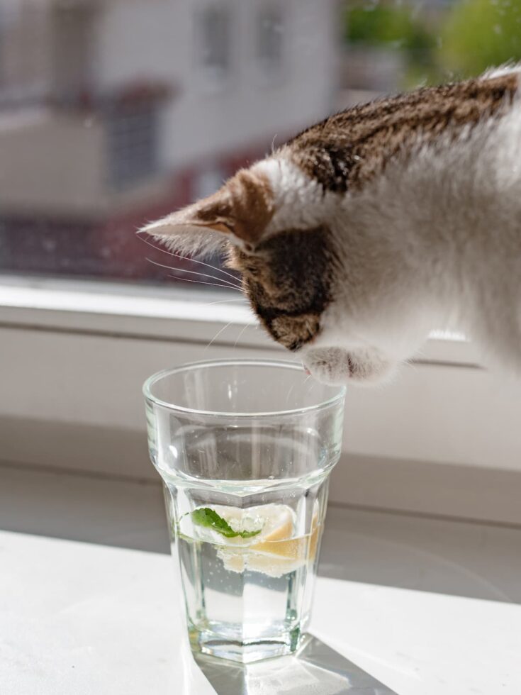 Can Cats Drink Lemon Juice What You Should Know!