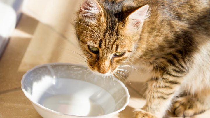 Can Cats Drink Oat Milk – Everything You Need To Know!
