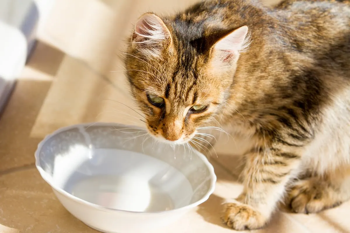 Cat allergic outlet to milk