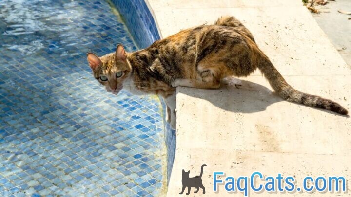 Can Cats Drink Pool Water – Is It Safe?