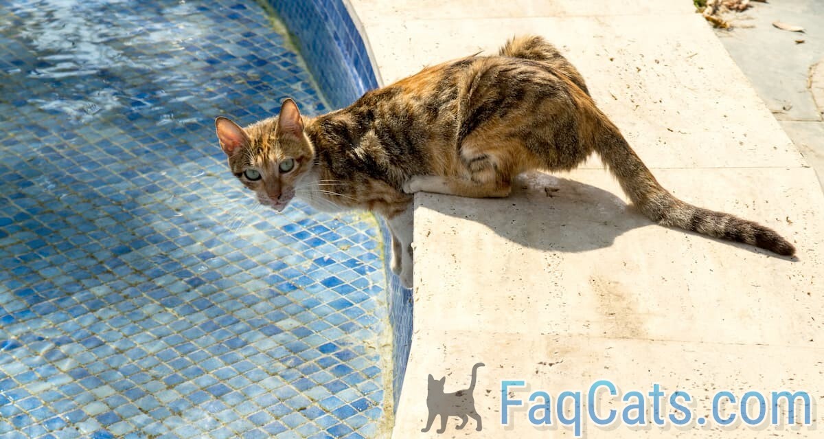 Can Cats Drink Pool Water Is It Safe?