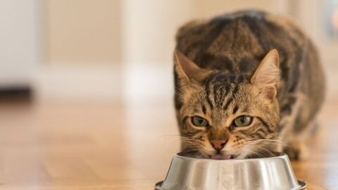 Can Cats Eat Anchovies – Is It Safe?