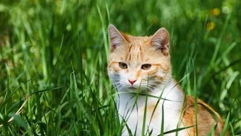 Can Cats Eat Ants &ndash; What You Should Know