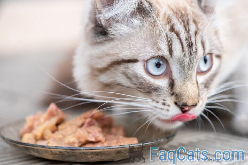 Can Cats Eat Baby Food Are There Nutritional Benefits?