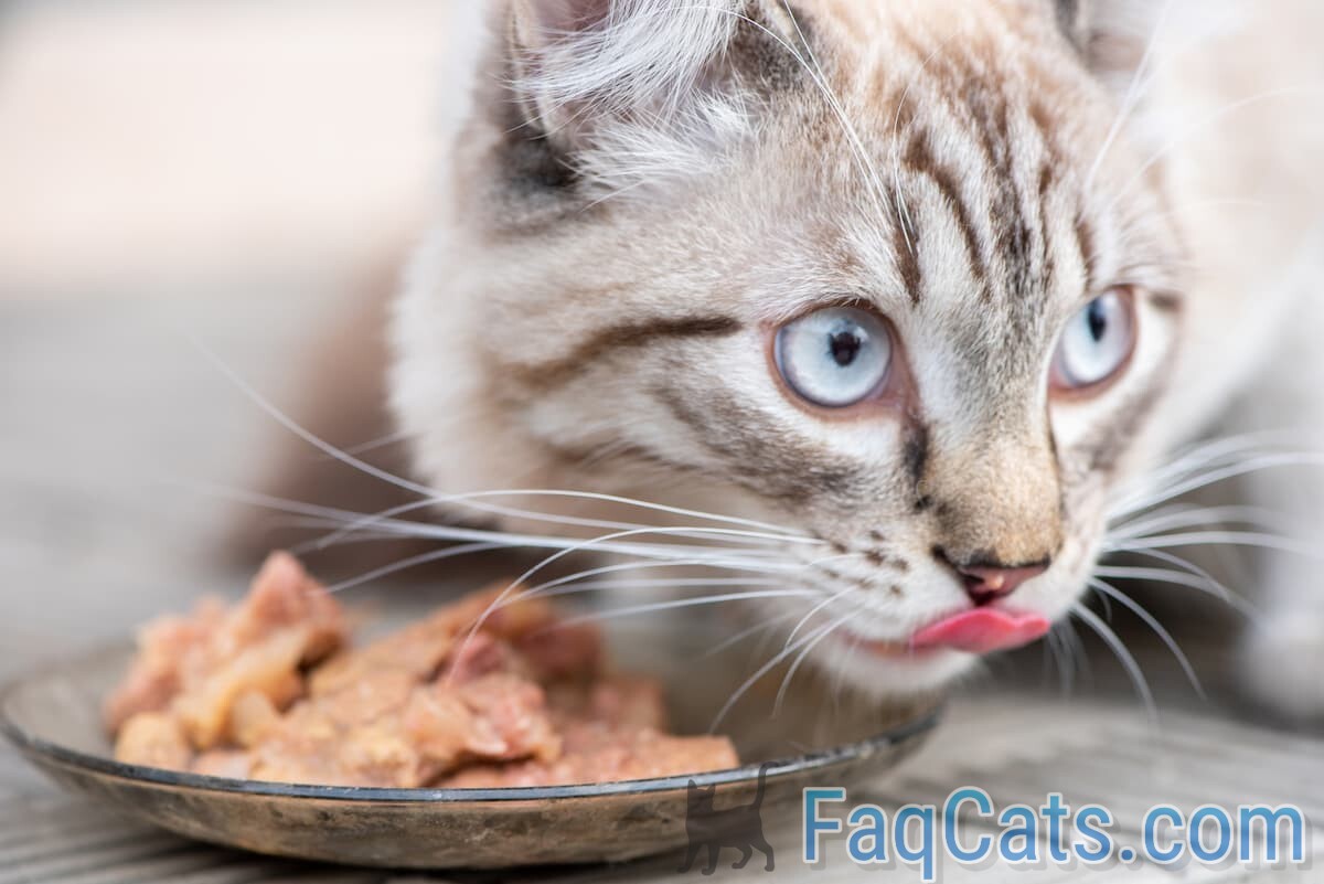 Can Cats Eat Baby Food Are There Nutritional Benefits?