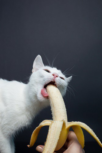 banana good for cats