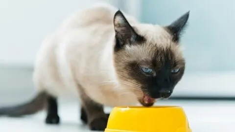 Can Cats Eat Beans &ndash; What You Should Know!