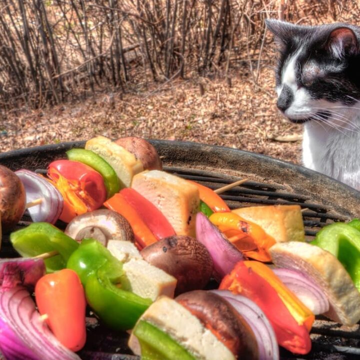 Can Cats Eat Bell Peppers – FAQcats.com