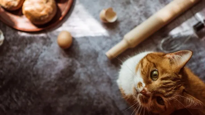 Can Cats Eat Biscuits &ndash; Things To Consider & Know!