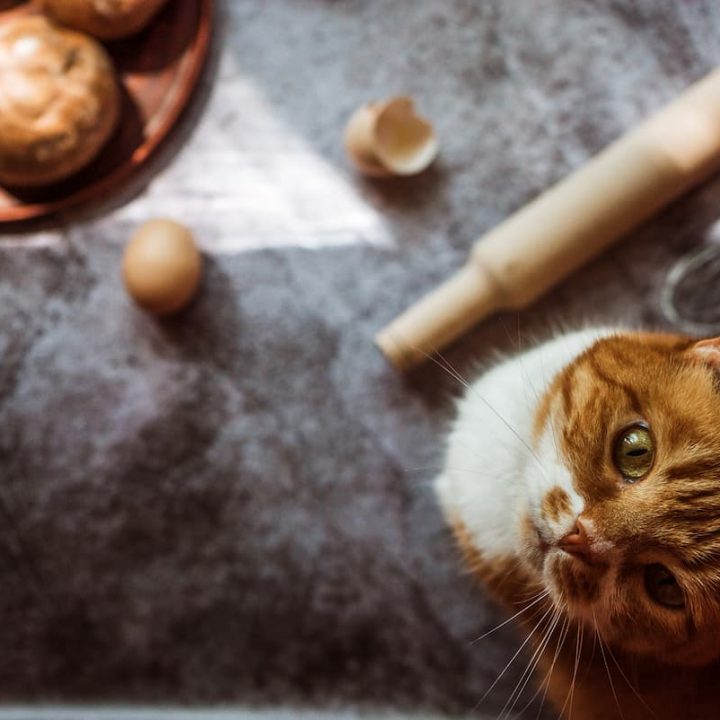 do cats eat biscuits