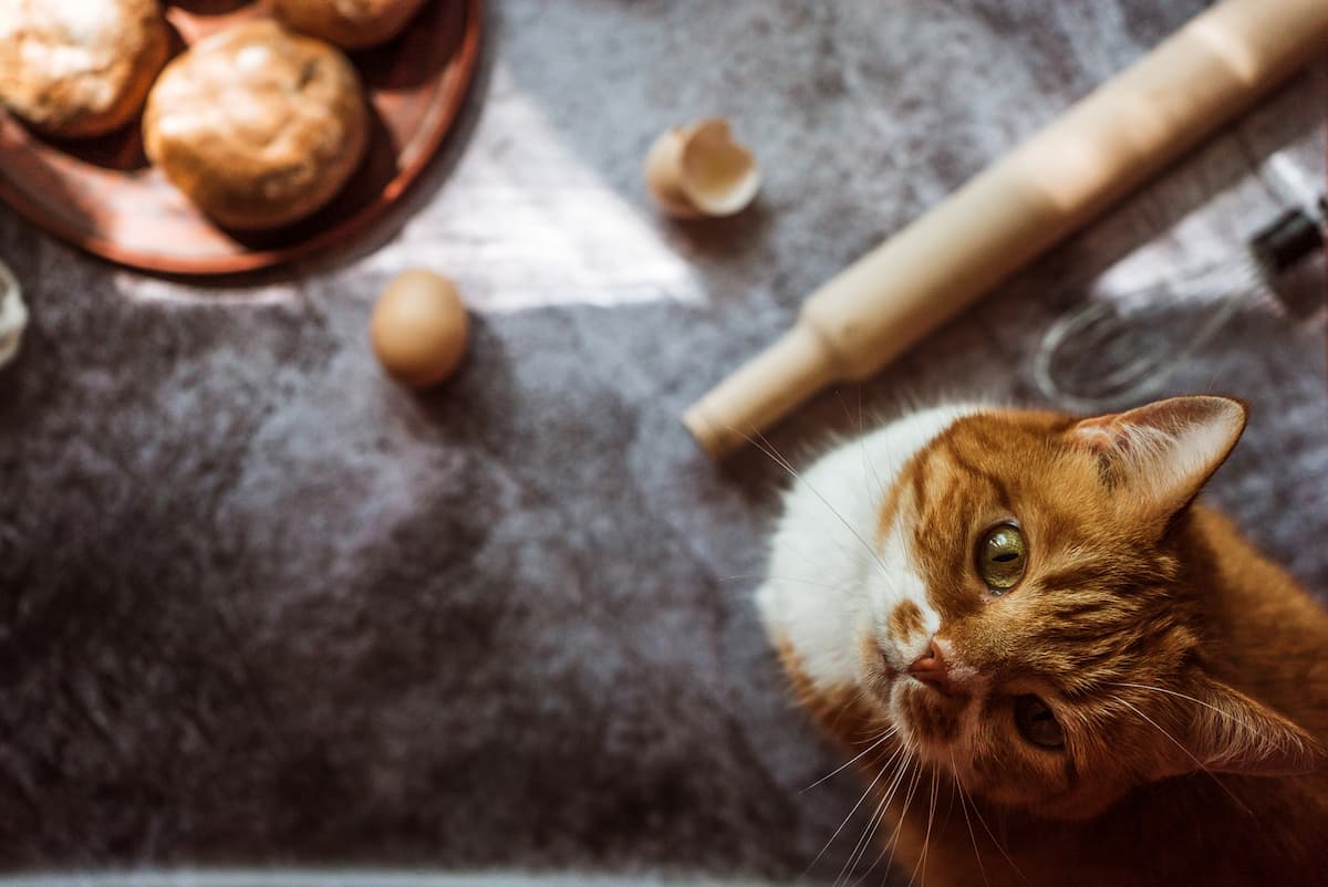 Best biscuits for outlet cats