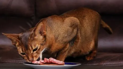 Can Cats Eat Bologna &ndash;  What You Should Know!