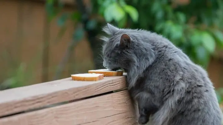 Can Cats Eat Bread &ndash; Is It Safe For Your Cat?