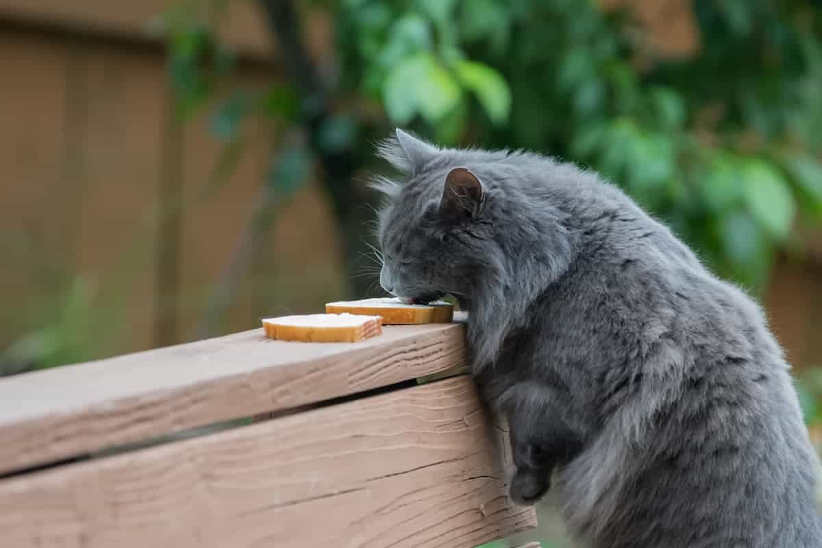 Are cats allowed clearance bread