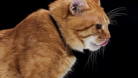 Can Cats Eat Butter – Is It Safe?
