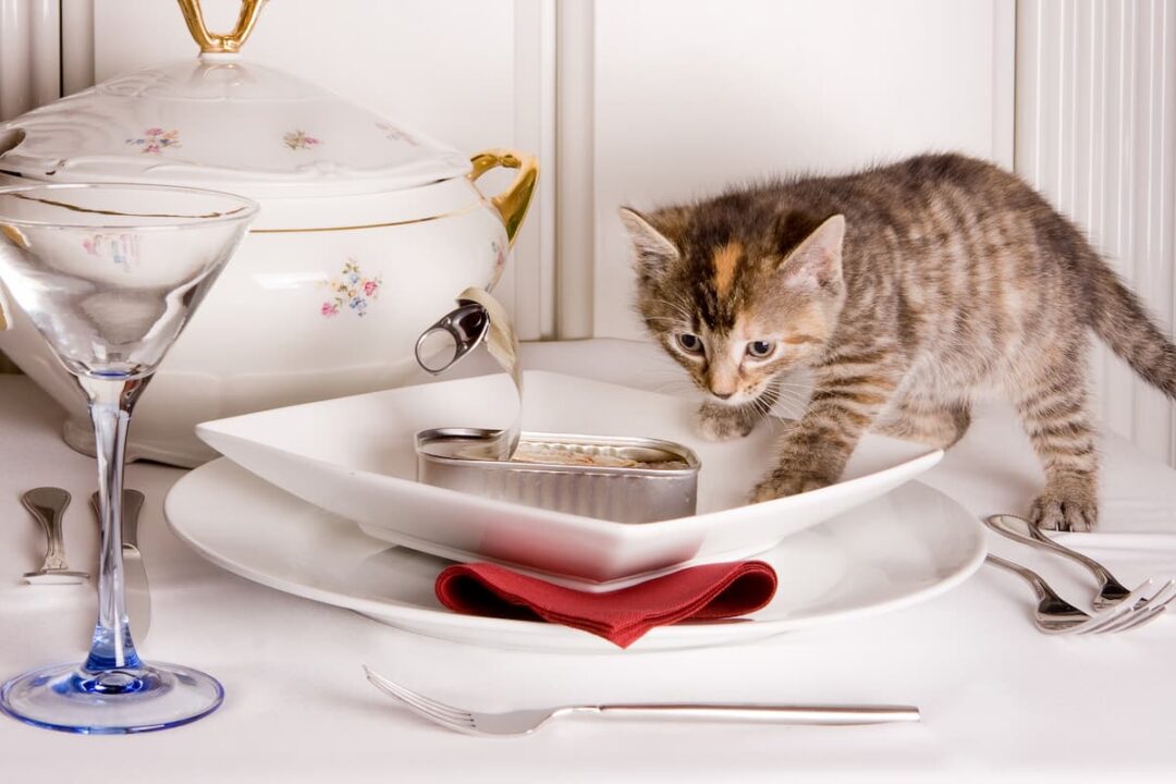 Can Cats Eat Canned Sardines Here’s The Facts!