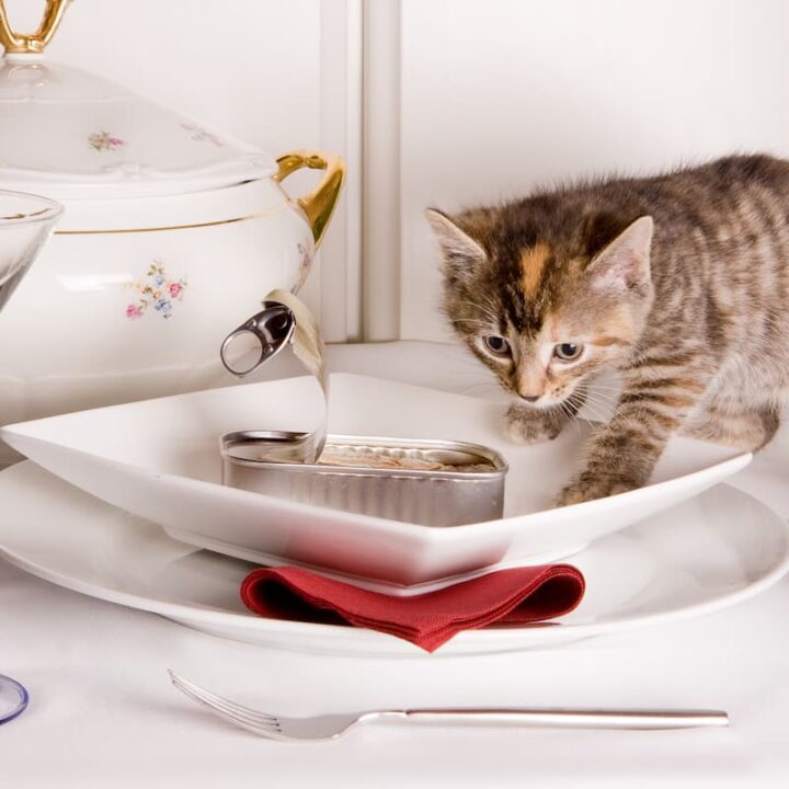 Can Cats Eat Canned Sardines Here’s The Facts!