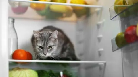 Can Cats Eat Cantaloupe &ndash; Is It Toxic For Them?