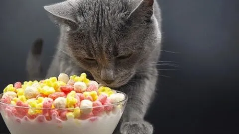 Can Cats Eat Cereal – Is It Nutritional For Them?