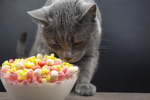 can-cats-eat-cereal-is-it-nutritional-for-them-best-cat-breeds