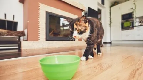 Can Cats Eat Chicken Nuggets &ndash; Is It A Good Snack?