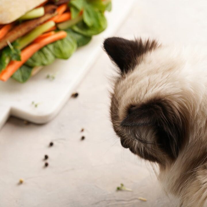 Can Cats Eat Cilantro