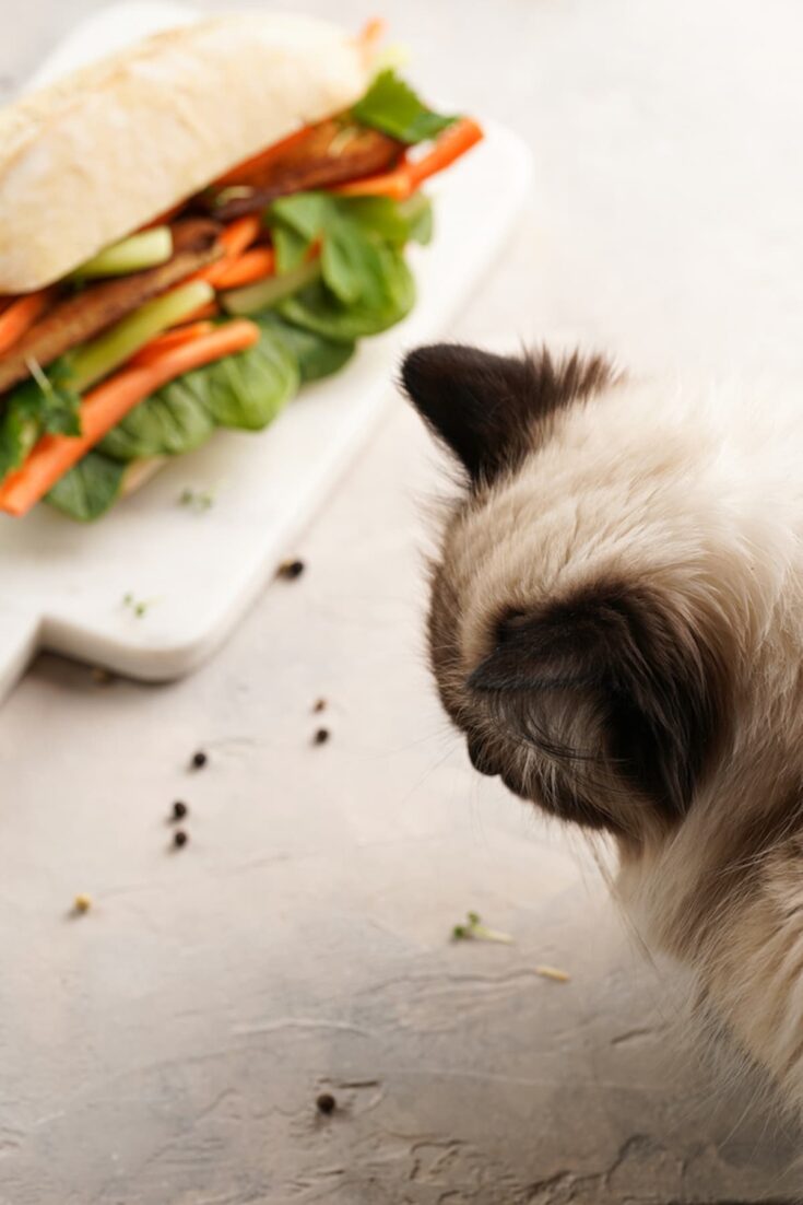 Can Cats Eat Cilantro