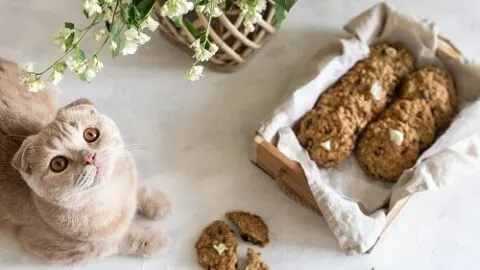 Can Cats Eat Cookies &ndash; What You Should Know!