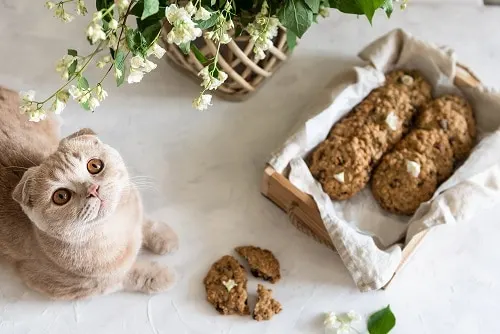 Cat ate chocolate outlet chip cookie