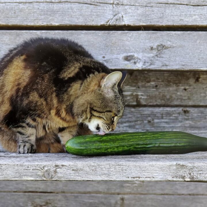 cat eats cucumber