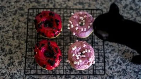 Can Cats Eat Donuts – Healthy Treat Or Not Safe?