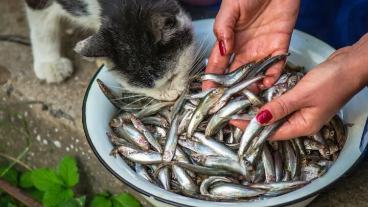 Can Cats Eat Expired Fish &ndash; Is It Harmful?
